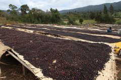 薩爾瓦多康科迪亞莊園資料信息 薩爾瓦多日曬豆強烈水果基調