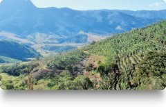 巴西卡莫米納斯產區高景莊園信息資料 創新風味處理法黃波旁咖啡