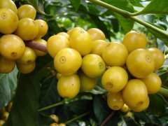 黃波旁咖啡豆名字的來源 黃色阿拉比卡咖啡豆叫什麼