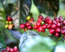 墨西哥恰帕斯咖啡產區資料信息 有機認證咖啡大國墨西哥崛起之路