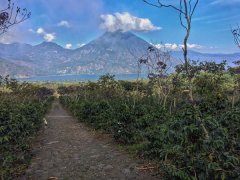 危地馬拉奇瓜莊園信息資料介紹 阿蒂特蘭湖產區的年輕咖啡莊園