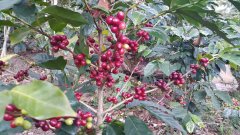 尼加拉瓜-山茶花莊園信息資料介紹 水洗卡杜拉咖啡風味口感
