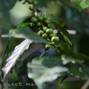 全世界最大有機咖啡生產地—東帝汶-艾美拉咖啡產區資料信息介紹