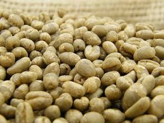 肯尼亞多門PB小圓豆咖啡風味描述 肯尼亞原生樹種阿拉比卡水洗豆
