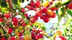 祕魯胡寧咖啡產區信息資料介紹 祕魯高山小農咖啡風味描述