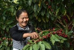 雲南新寨咖啡莊園信息介紹 最佳的小粒咖啡產地雲南保山潞江壩