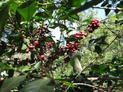 安提瓜貝拉卡魔娜莊園花神咖啡莊園信息 水洗卡杜拉&波旁花神咖啡