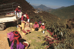 哥斯達黎加塔拉珠牧童莊園處理廠信息 百年水洗工藝牧童莊園咖啡