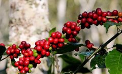 洪都拉斯聖塔芭芭拉產區聖文森處理廠信息資料 雨林保護認證咖啡