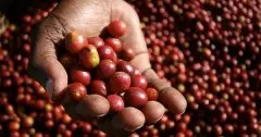 埃塞俄比亞科洽雷 波隆那-柯銳處理廠信息介紹 水洗科洽雷咖啡風