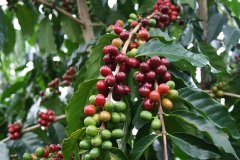 哥斯達黎加微風處理廠薩拉卡莊園信息 維拉羅伯黑蜜咖啡風味特點