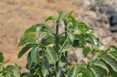 天然低因咖啡尖身波旁最原始的波旁亞種摩卡種的“父母”