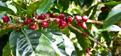 危地馬拉新東方產區與番石榴平原莊園信息介紹 波旁蜜處理咖啡風
