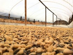 2016危地馬拉COE第五名碧雅莊園介紹 拉斯米納斯山脈精品咖啡莊園