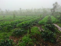 危地馬拉種植歷史最悠久的卡佩提洛莊園正牌安提瓜咖啡農協會認證