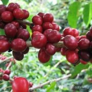薩爾瓦多聖伊蓮娜莊園蜜處理波旁介紹 聖安娜火山產區COE咖啡豆