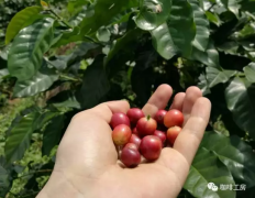 哥斯達黎加聖馬丁農場特殊微氣候優質古品種咖啡介紹