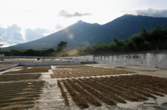 危地馬拉咖啡種植歷史最悠久的卡佩提洛莊園 Capetillo farm介紹
