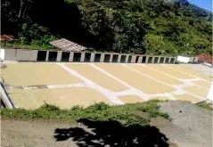 危地馬拉珍珠佩菈莊園Finca La Perla歷史介紹 基切省水洗卡杜拉