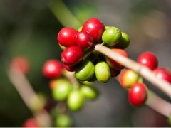 新東方雲香莊園La Ruda產地信息介紹 危地馬拉等級最高的優質咖啡