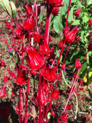 危地馬拉新東方產區紅花風鈴木莊園介紹 100％日曬和蜜處理莊園