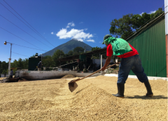 危地馬拉聖塔克拉拉 Fredy Guarchaj莊園介紹 阿蒂特蘭湖咖啡產區