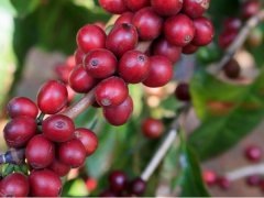 埃塞俄比亞利姆產區Kossa Geshe柯莎格西農場天籟有機日曬咖啡