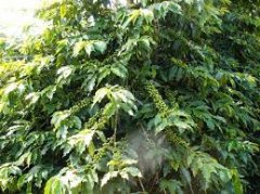 巴西波旁天然雜種Acaia咖啡豆介紹 巴西特有的咖啡豆介紹