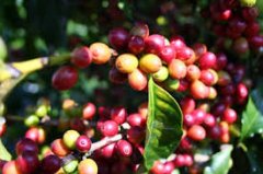 德宏後谷咖啡莊園 穩中求變不被眼前拘束的咖啡業贏家
