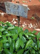 肯尼亞咖啡分級介紹：肯亞AA咖啡的生豆處理和生產方式