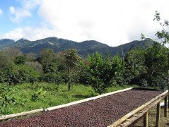 哥斯達黎加微風處理廠Monte Brisas薩拉卡莊園Finca Salaca介紹