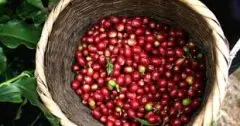 埃塞俄比亞孔加水洗處理法和日曬處理法咖啡風味區別介紹