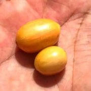 星巴克Maracaturra咖啡豆有什麼獨特之處