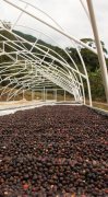 哥斯達黎加塔拉珠琵拉莊園La Pira介紹 有機認證咖啡生產莊園