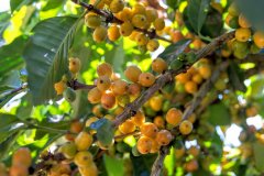哥斯達黎加Canet莊園 哥斯達黎加貝多芬黃卡杜艾品種咖啡豆風味