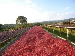 危地馬拉阿卡特南果黑娜若莊園日曬咖啡豆的獨特風味