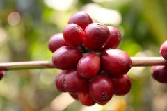 肯尼亞奇古舒處理廠Kiaguthu信息介紹 肯尼亞精品咖啡產業特色