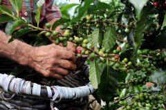 危地馬拉基切省El Quiché睡美人莊園Finca La Perla咖啡種植介紹