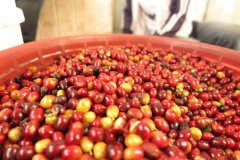 埃塞俄比亞古吉產區Guji阿貝葉小農咖啡起源發展歷史介紹