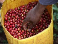 肯尼亞冽裏產區Rumukia 咖啡農合作社Kiawamururu 處理廠AA介紹