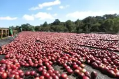 王策決賽使用的咖啡生豆處理方式詳細介紹