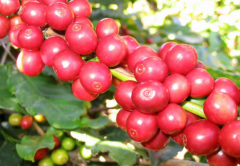 咖啡分類和分級的重要性 衣索匹亞咖啡等級是如何劃分的