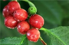 衣索比亞谷吉柯爾夏摩卡妮莎處理廠咖啡豆產量方法風味介紹