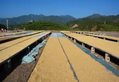 咖啡大國巴西的五個超級產區和三個精品產區介紹