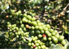 洪都拉斯聖文森處理廠達爾文小農水洗帕卡斯咖啡豆介紹描述