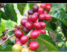 肯亞Mchana Estate姆恰娜莊園精品咖啡風味口感介紹烘焙指導