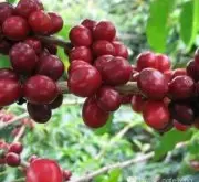 耶加雪夫Konga Co-op(孔加合作社)頂級日曬咖啡豆介紹描述