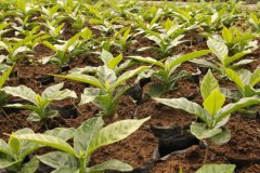 衣索比亞耶加雪菲Adulina(阿杜莉納公司)咖啡生豆分辨介紹介紹