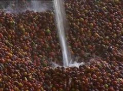 多明尼加Organic Pea Berry加勒比有機櫻桃介紹 杯測風味描述