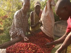 非洲之心日曬布隆迪波旁咖啡風味描述手衝參數及帕恩甲處理廠介紹